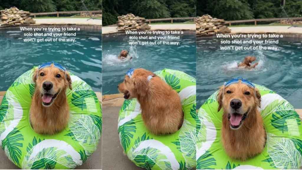 Golden Retriever Photobombs Dog’s Solo Shot With Expert Swimming Skills