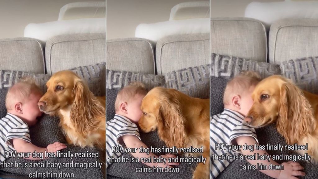 Dog Magically Calms a Crying Baby With His Soothing Voice