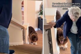 Big Dog Knows He Must Make Sure Grandma’s Safe While She Climbs the Stairs