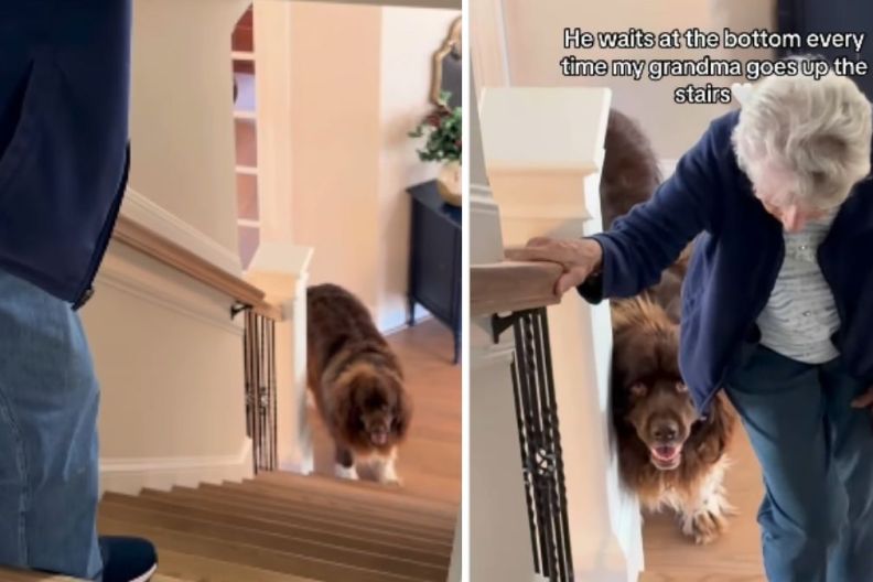 Big Dog Knows He Must Make Sure Grandma’s Safe While She Climbs the Stairs