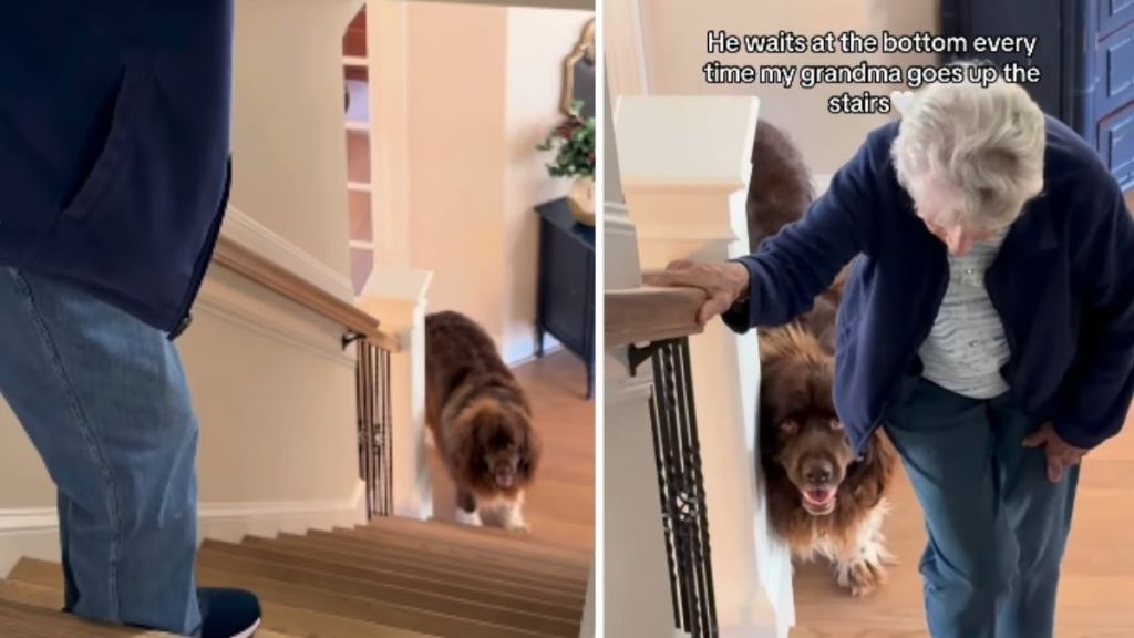 Big Dog Knows He Must Make Sure Grandma’s Safe While She Climbs the Stairs
