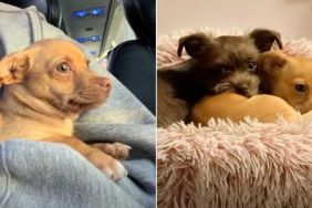 Rescue Dog Scared of Leaving His Past Finds a New Best Friend
