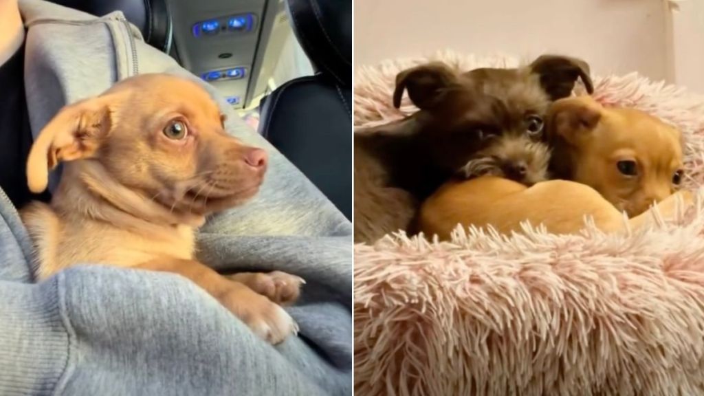 Rescue Dog Scared of Leaving His Past Finds a New Best Friend