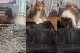 After Dog Helps Mom Pack for Work Trip, Internet Has Some Thoughts