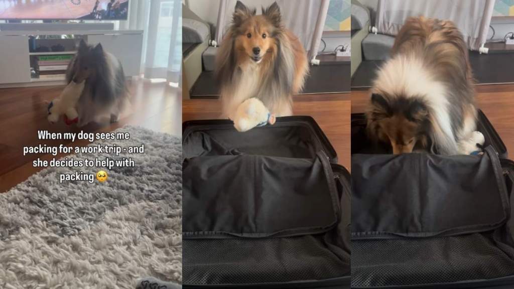 After Dog Helps Mom Pack for Work Trip, Internet Has Some Thoughts