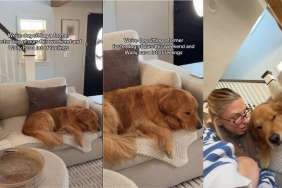 Golden Retriever Has Strong Feelings About Former Foster Dog's Return