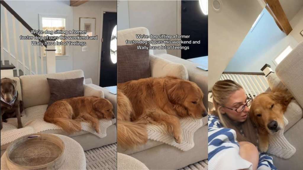 Golden Retriever Has Strong Feelings About Former Foster Dog's Return