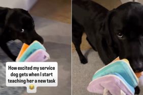 Service Dog Gets Too Excited Over Owner Teaching Her a New Task