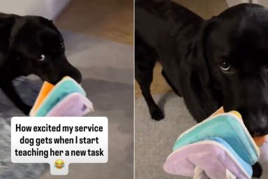 Service Dog Gets Too Excited Over Owner Teaching Her a New Task