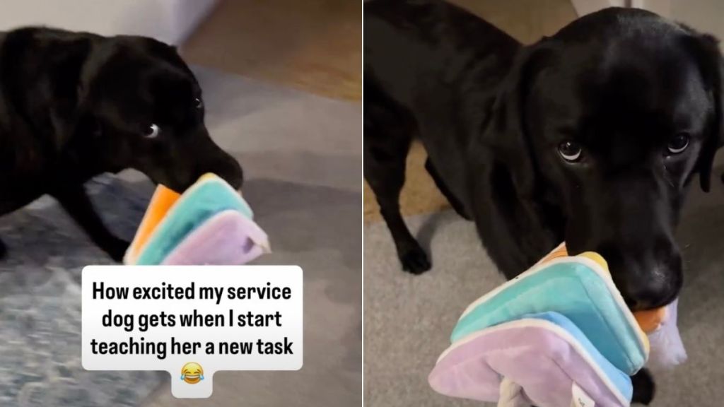 Service Dog Gets Too Excited Over Owner Teaching Her a New Task