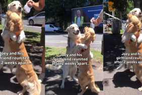 Golden Retriever Can’t Keep His Paws off Girlfriend After Weeks Apart