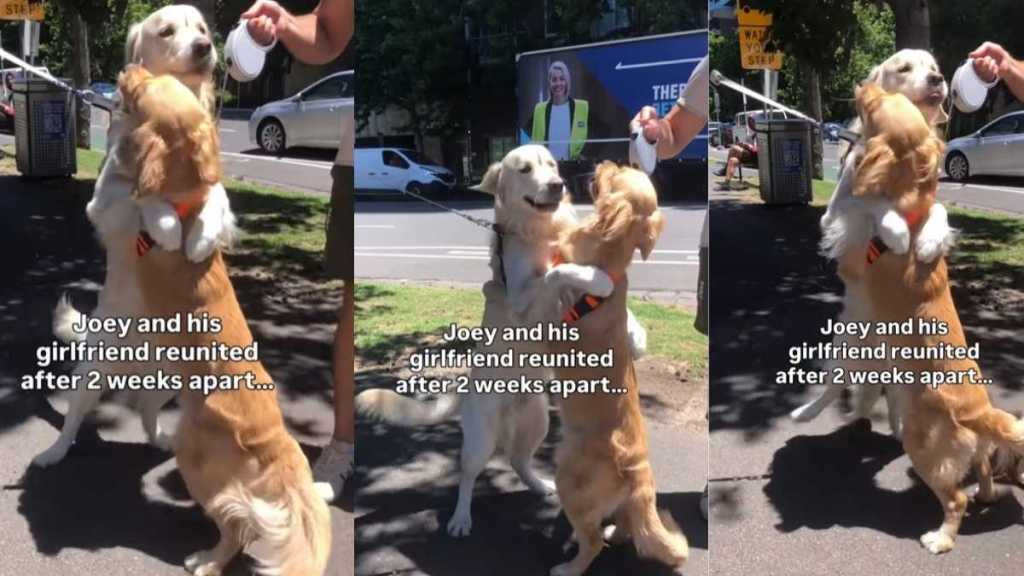 Golden Retriever Can’t Keep His Paws off Girlfriend After Weeks Apart