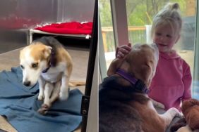 ‘Paralyzed’ Rescue Dog Falls in Love With Little Girl & It Looks Just Like a Fairytale