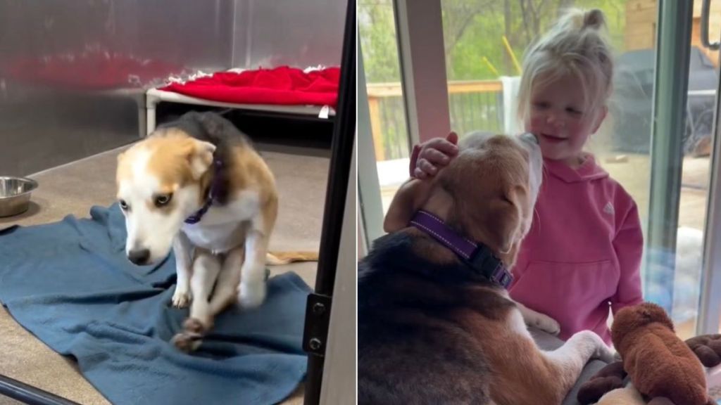 ‘Paralyzed’ Rescue Dog Falls in Love With Little Girl & It Looks Just Like a Fairytale