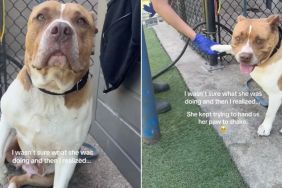 Shelter Dog Keeps Raising Her Paw, but She’s Just Hoping Someone Will Shake It