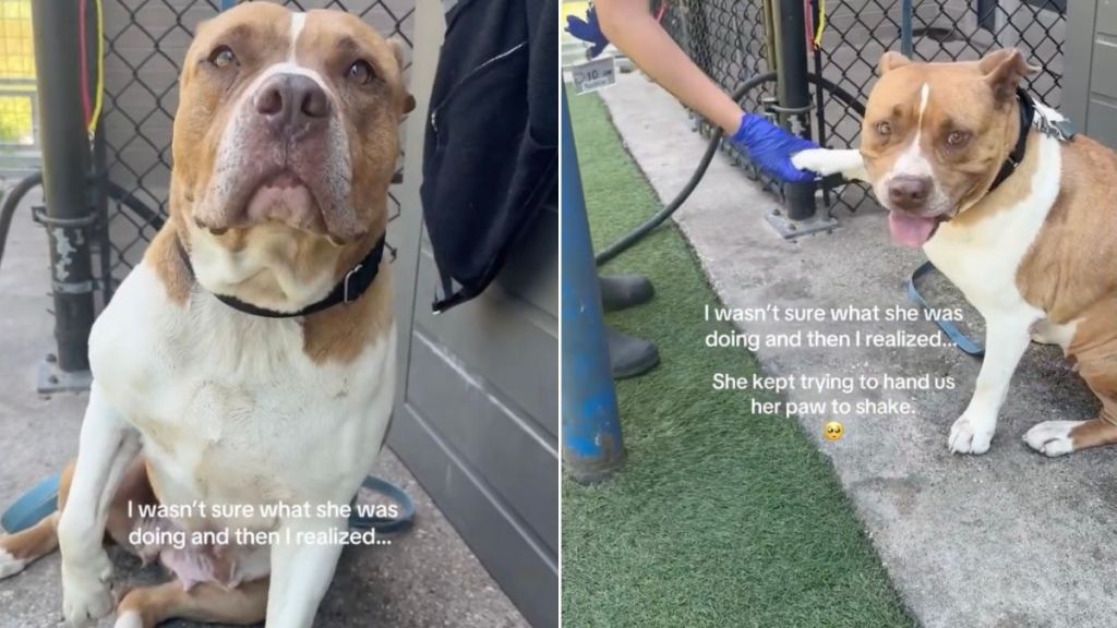 Shelter Dog Keeps Raising Her Paw, but She’s Just Hoping Someone Will Shake It