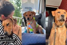 Dog Rescued From Job Site Enjoys All Little Perks Life Has To Offer