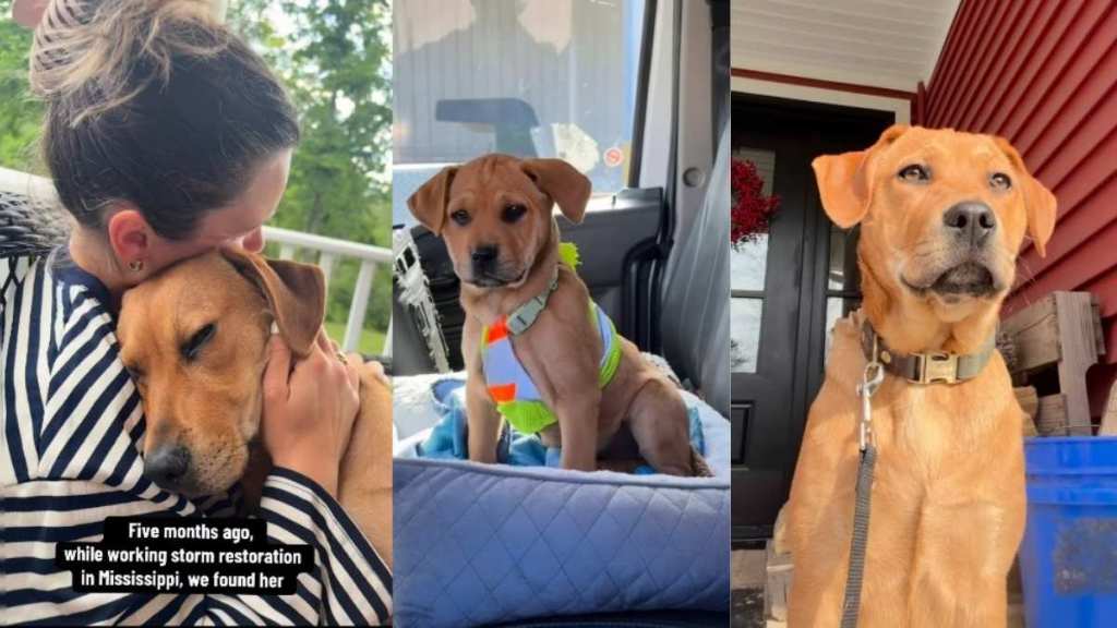 Dog Rescued From Job Site Enjoys All Little Perks Life Has To Offer