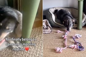 Shelter Dog Spent Years Alone in a Kennel, Now Knows Peace as Part of a Family