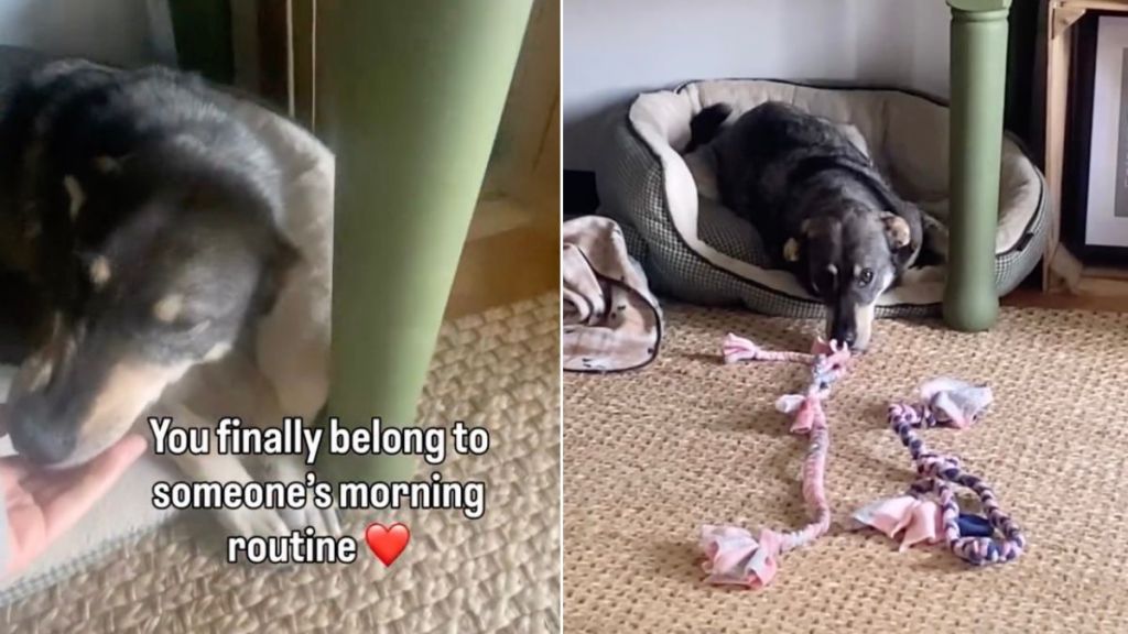 Shelter Dog Spent Years Alone in a Kennel, Now Knows Peace as Part of a Family