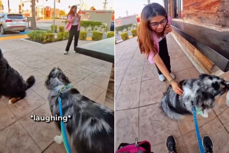 Dog Makes a ‘Peace Offering’ to a Girl Scared of Petting Him