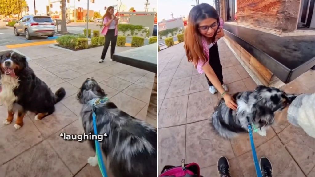 Dog Makes a ‘Peace Offering’ to a Girl Scared of Petting Him
