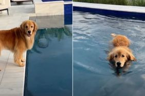 Golden Retriever's Morning Pool Time Ritual Comes With a Rule