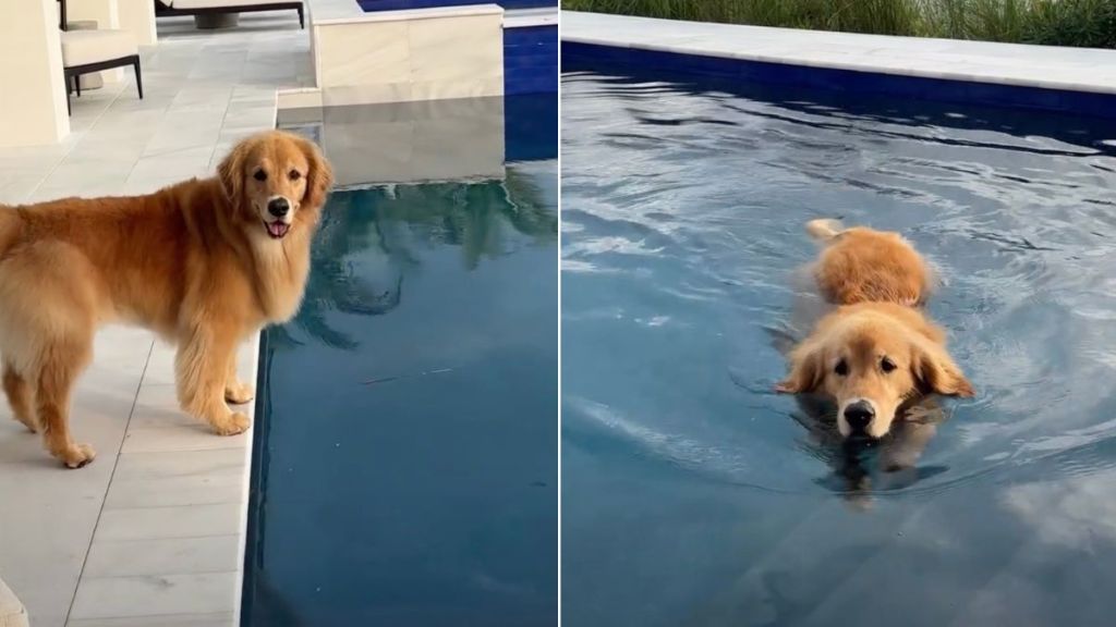 Golden Retriever's Morning Pool Time Ritual Comes With a Rule