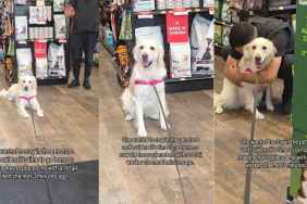 Golden Retriever Replaces Owner With Retail Worker for Good Reason