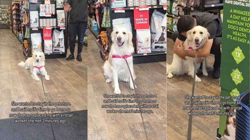Golden Retriever Replaces Owner With Retail Worker for Good Reason