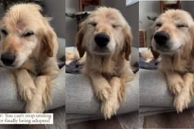 Rescue Dog's Smile on First Day Home Proves Adoption Is Powerful
