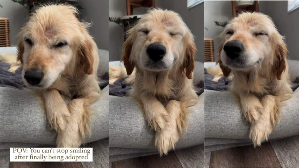 Rescue Dog's Smile on First Day Home Proves Adoption Is Powerful