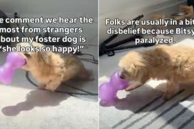 Foster Dog Doesn’t Let Paralysis Hold Her Back From Living Life