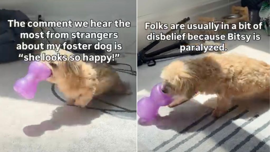 Foster Dog Doesn’t Let Paralysis Hold Her Back From Living Life
