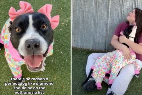 ‘Happiest’ Shelter Dog Scheduled for Euthanasia Waits for Her Forever Home