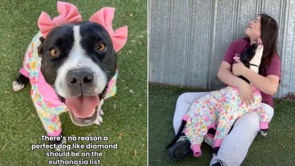 ‘Happiest’ Shelter Dog Scheduled for Euthanasia Waits for Her Forever Home