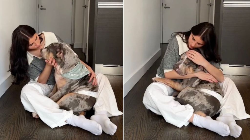Rescue Dog Gets a Sweet Pep Talk From Foster Mom Before Adoption Event