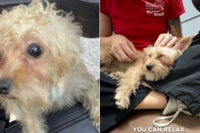 Human Who Finds a Lost Dog Has the Whole Internet Waiting for an Update