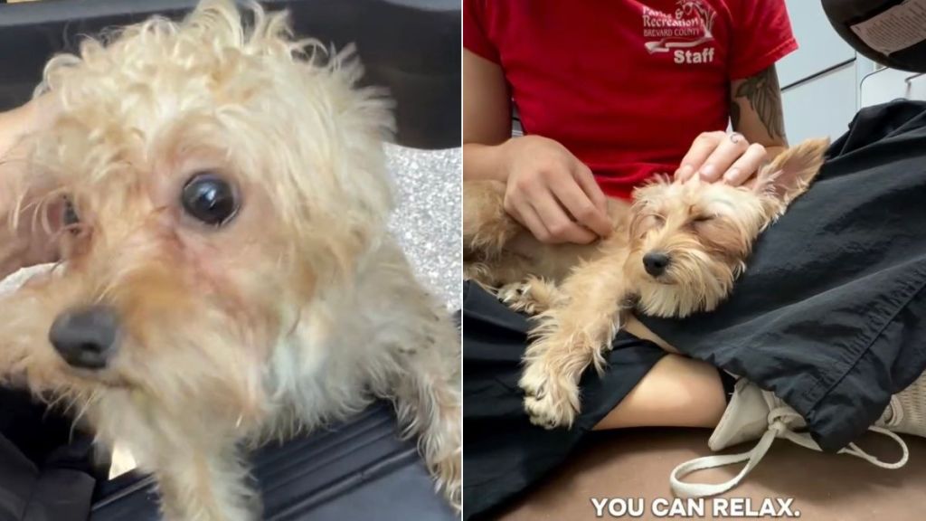 Human Who Finds a Lost Dog Has the Whole Internet Waiting for an Update