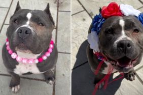 Senior Bully Rescued at 6 Years Old Opens Her Heart in New Home