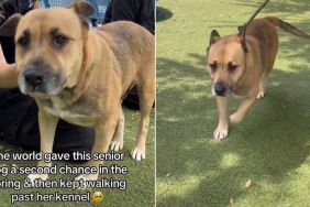 Senior Shelter Dog Doesn’t Want the Kennel to Be Her Whole World