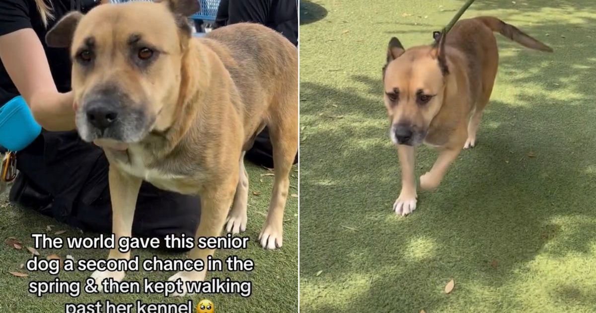 Senior Shelter Dog Doesn’t Want the Kennel to Be Her Whole World
