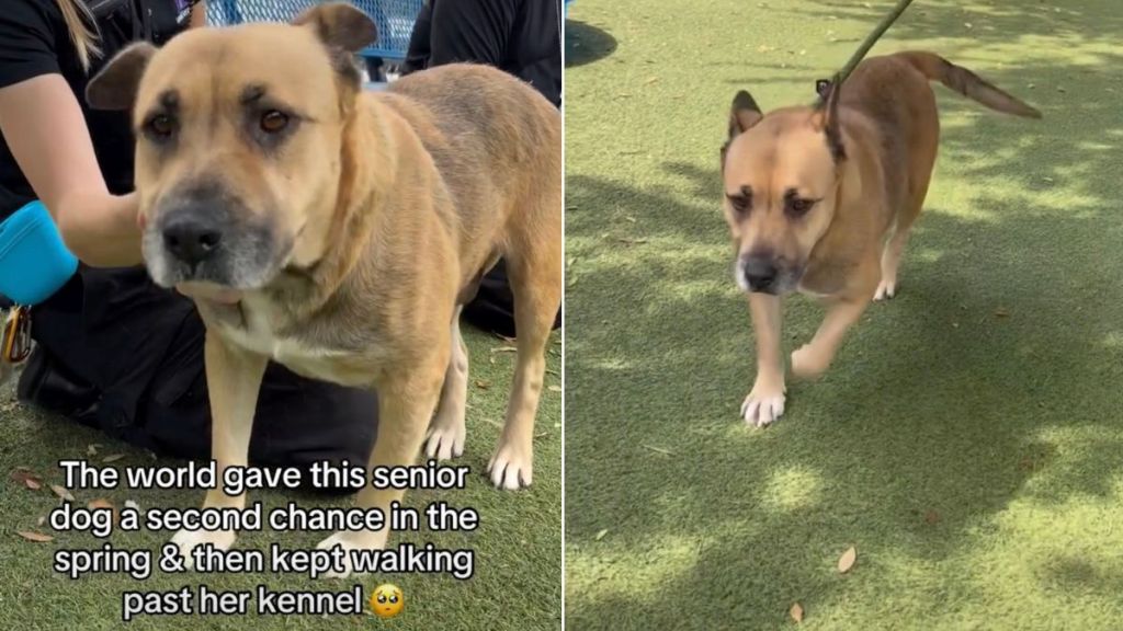 Senior Shelter Dog Doesn’t Want the Kennel to Be Her Whole World