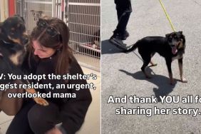 'Overlooked' Mom Dog Gets Adopted After Longest Shelter Stay