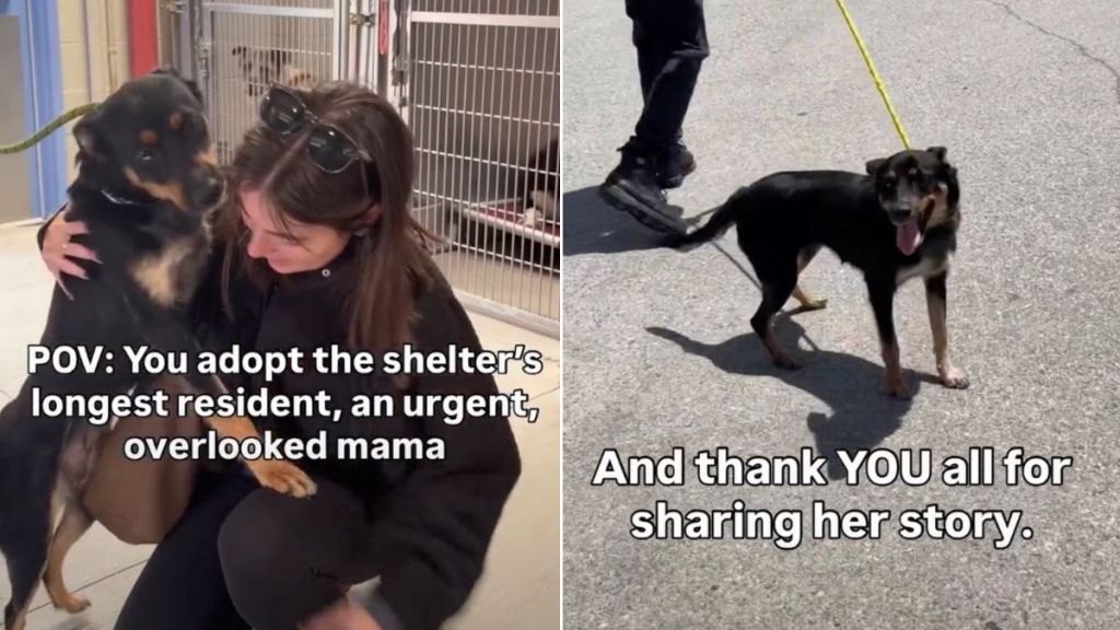 'Overlooked' Mom Dog Gets Adopted After Longest Shelter Stay