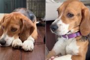 Rescue Dog’s Life Completely Changes 7 Days Into Foster Care