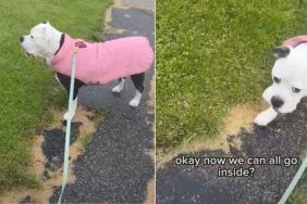Dog Stays Out Until Every Family Member Is Accounted For