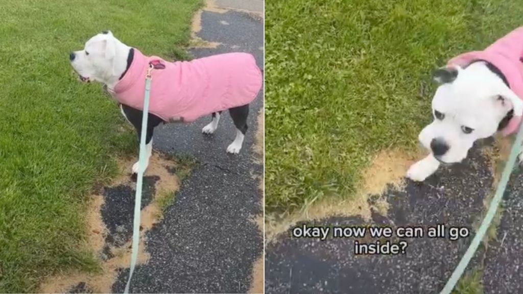 Dog Stays Out Until Every Family Member Is Accounted For