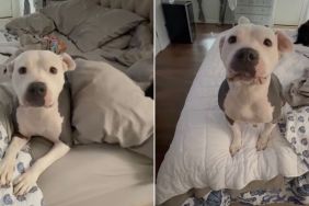 Mama Foster Dog’s Babies Get Adopted, So She’s Now Ready for Her Own Happy Ending