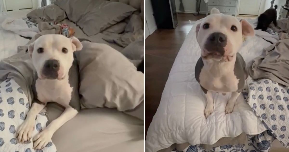 Mama Foster Dog’s Babies Get Adopted, So She’s Now Ready for Her Own Happy Ending